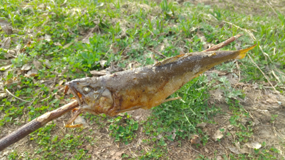 枝に刺して鮎を食す。